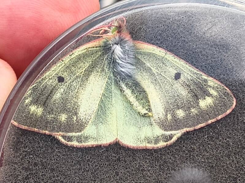 Berg Lucernevlinder - Colias phicomone