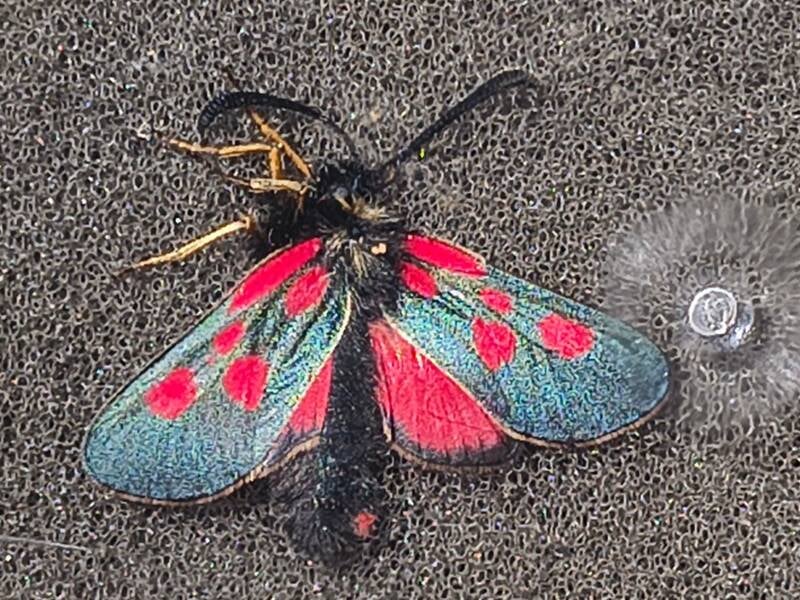 Alpen St. Jansvlinder - Zygaena exulans