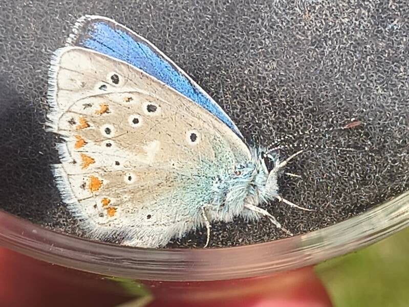 Turkooisblauwtje - Polyommatus dorylas