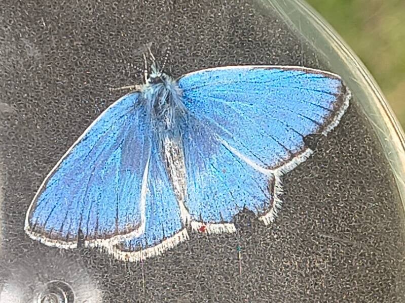 Turkooisblauwtje - Polyommatus dorylas