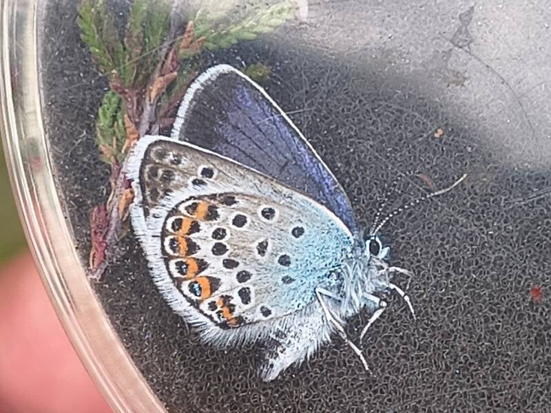 Heideblauwtje - Plebejus argus