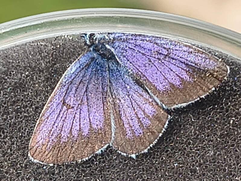 Heideblauwtje - Plebejus argus