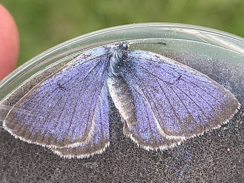 Gentiaanblauwtje / Berg Gentiaanblauwtje complex - Phengaris alcon / rebeli