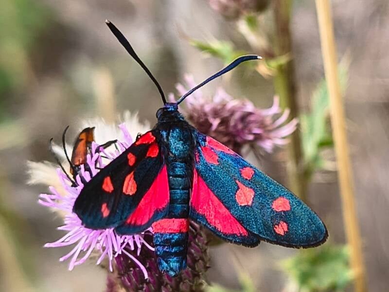 Variabele St. Jansvlinder Zygaena ephialtes