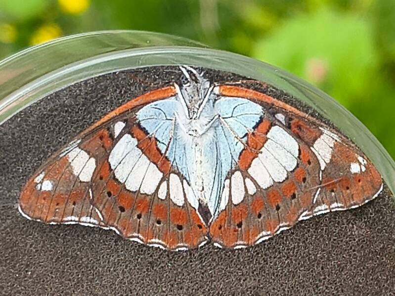 Blauwe IJsvogelvlinder - Limenitis reducta