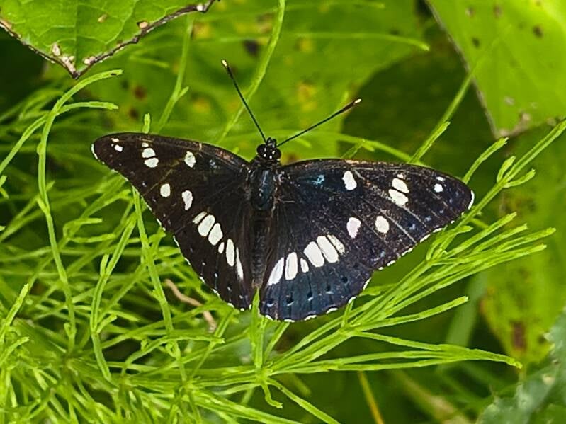 Blauwe IJsvogelvlinder - Limenitis reducta