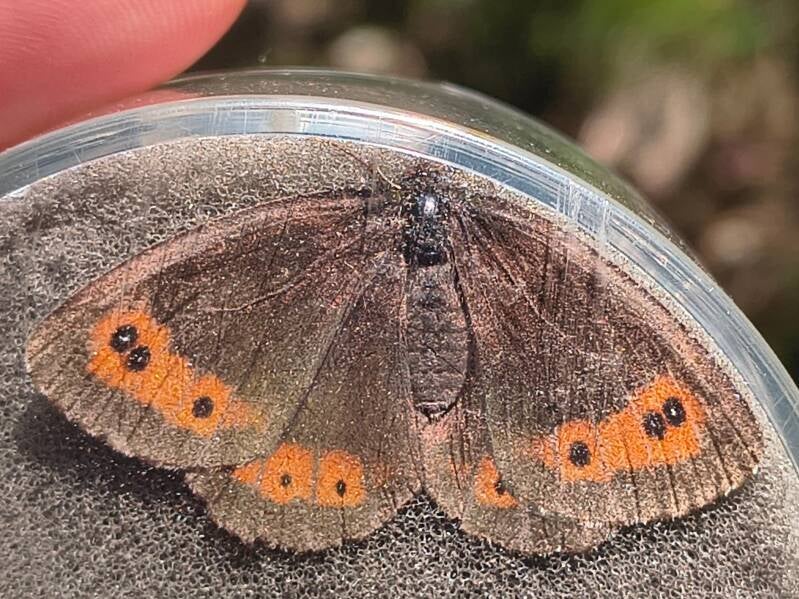 Boserebia - Erebia ligea