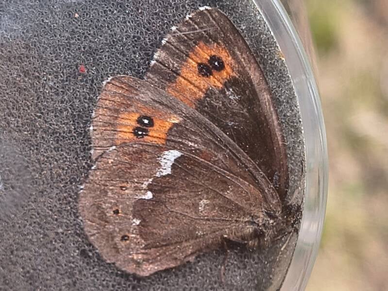 Boserebia - Erebia ligea