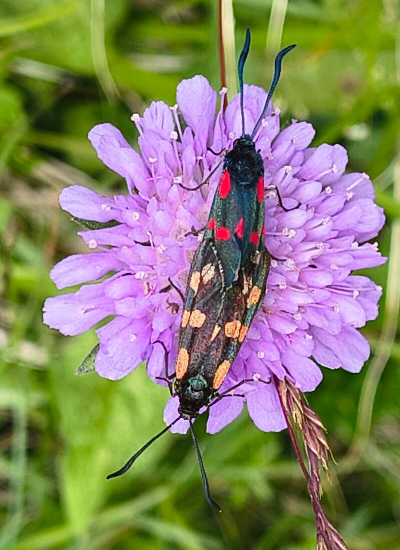 ZesvlekSt. Jansvlinder Zygaena filipendulae