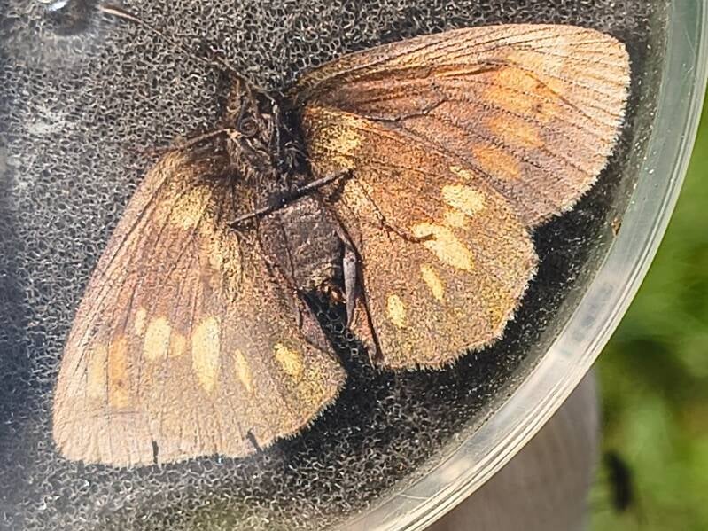 Geelvlek Bergerebia - Erebia manto