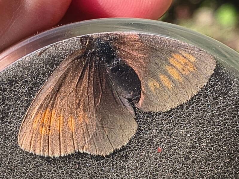 Geelvlek Bergerebia - Erebia manto