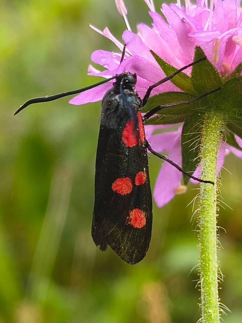 Valse Vijfvlek-St. Jansvlinder Zygaena lonicerae