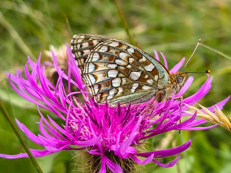 Duinparelmoervlinder - Fabriciana niobe