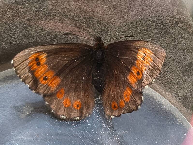 Grote Erebia - Erebia euryale