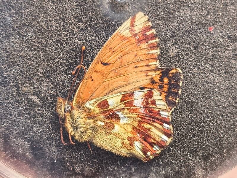 Bergparelmoervlinder - Boloria napaea