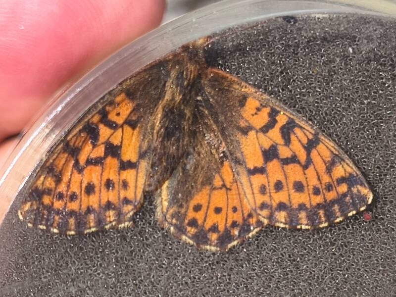 Bergparelmoervlinder - Boloria napaea