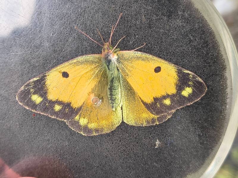 Oranje Lucernevlinder - Colias croceus