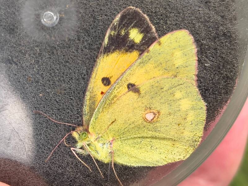 Oranje Lucernevlinder - Colias croceus