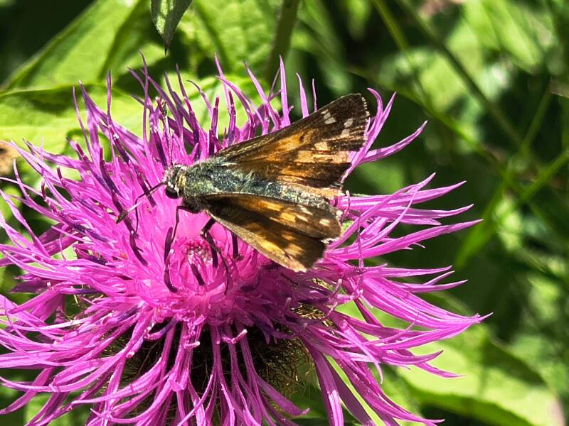 Kommavlinder - Hesperia comma
