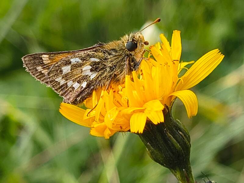 Kommavlinder - Hesperia comma