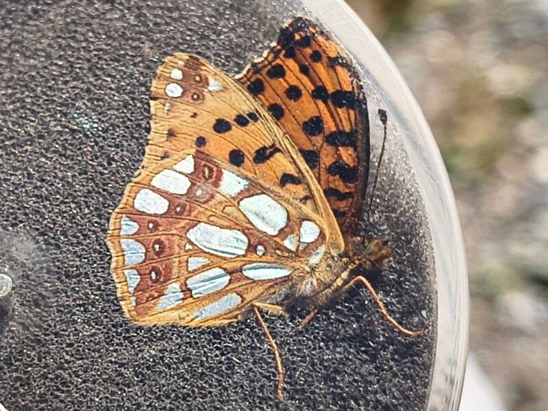 Kleine Parelmoervlinder - Issoria lathonia