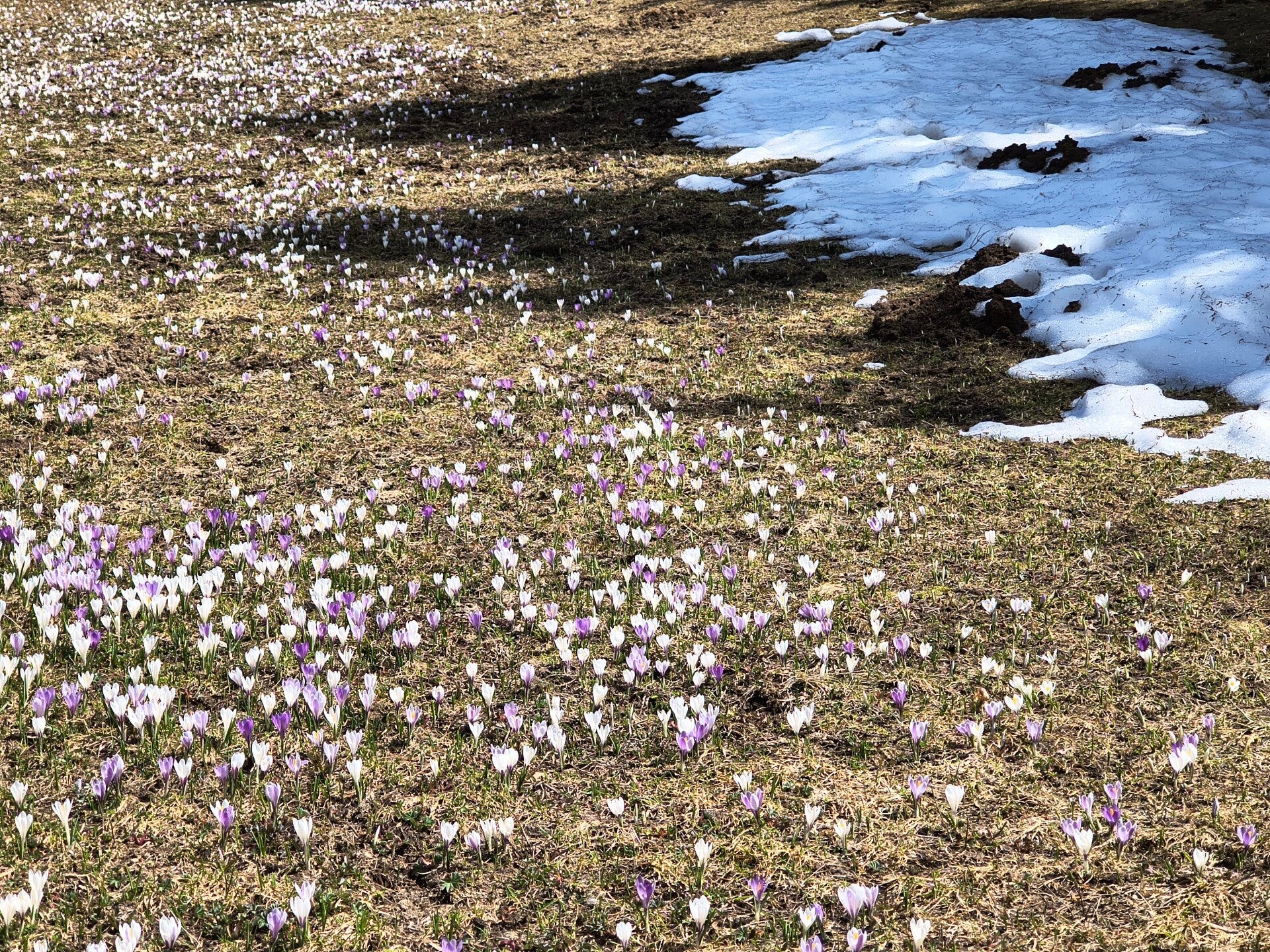 Alpenkrokus Crocus albiflorus