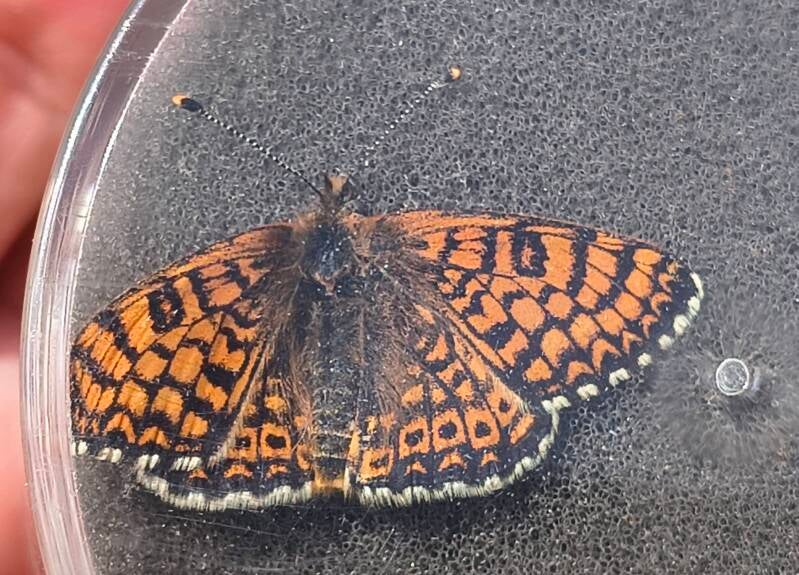 Veldparelmoervlinder - Melitaea cinxia