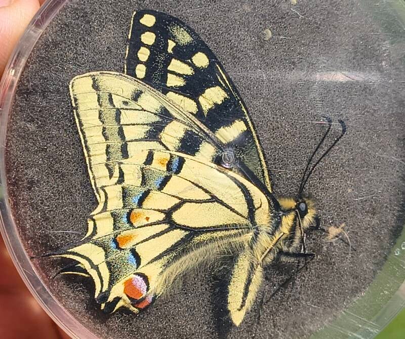 Koninginnepage - Papilio machaon