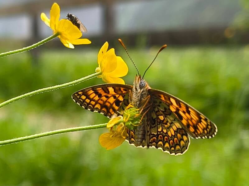 Woudparelmoervlinder Melitaea diamina