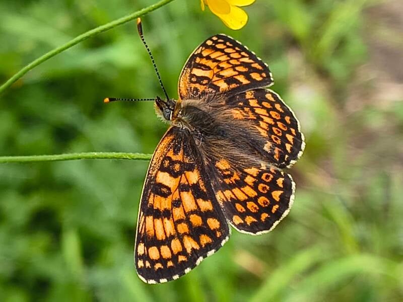 Woudparelmoervlinder (Melitaea diamina)