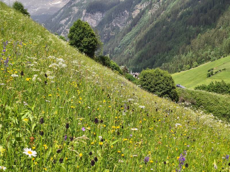Bloemrijk hooiland Kaunertal