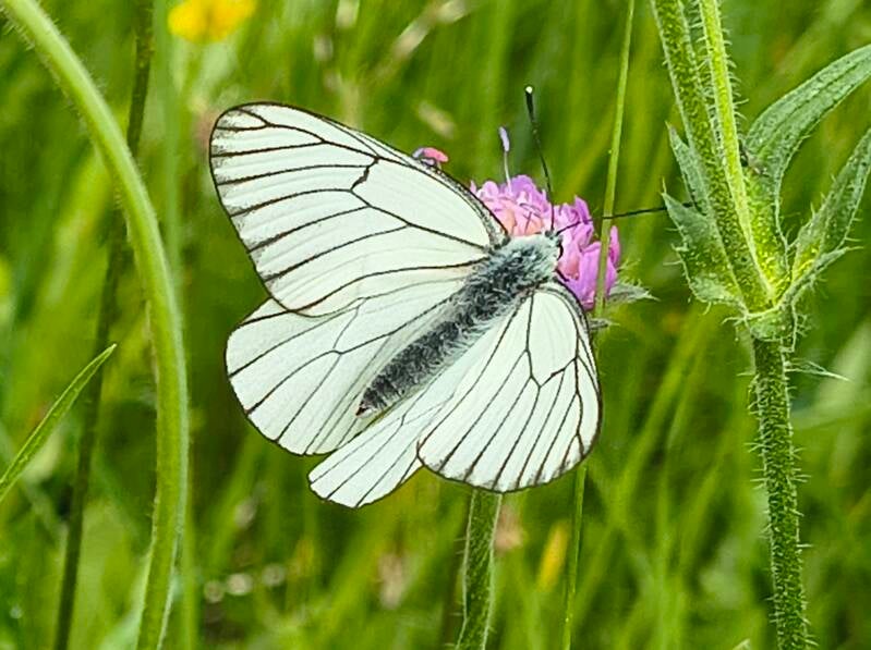 Groot Geaderd Witje - Aporia crataegi