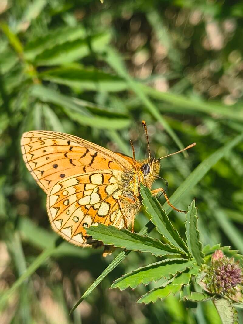 Ringoogparelmoervlinder - Boloria eunomia