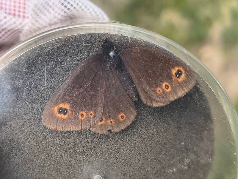 Voorjaarserebia - Erebia medusa