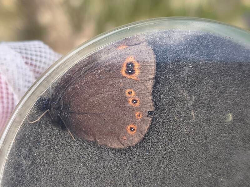 Voorjaarserebia - Erebia medusa