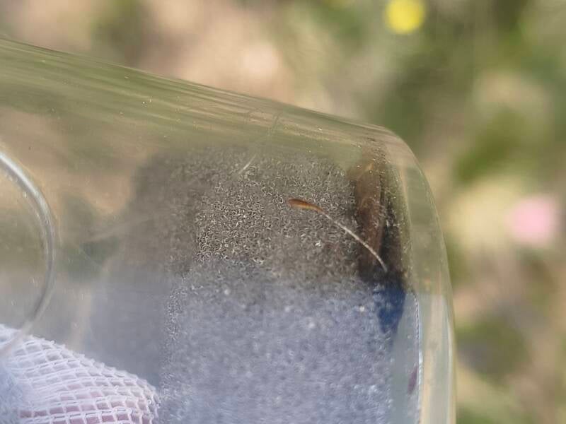 Voorjaarserebia - Erebia medusa