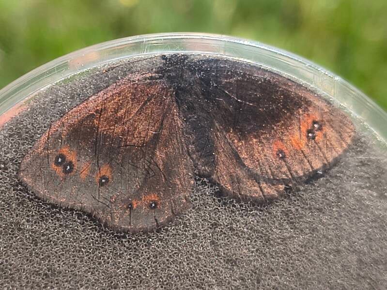 Donkere Erebia - Erebia meolans
