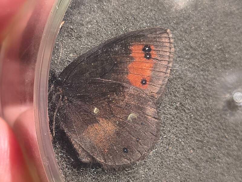Donkere Erebia - Erebia meolans