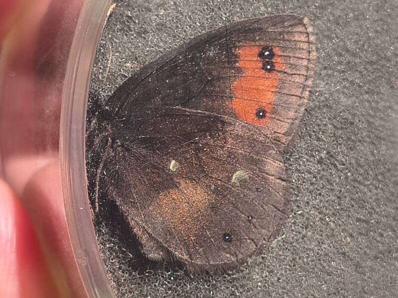 Donkere Erebia - Erebia meolans