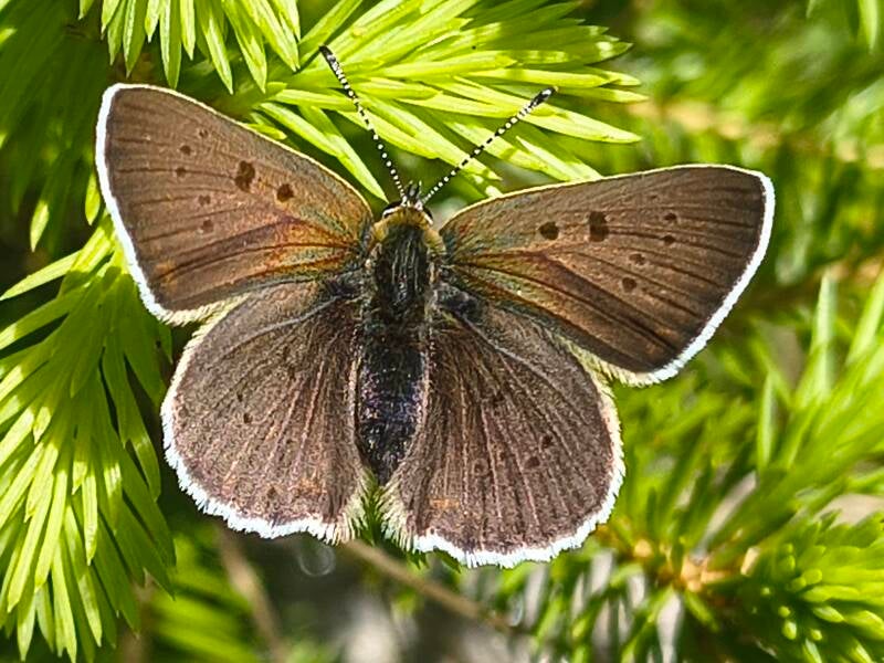 Bruine Vuurvlinder - Lycaena tityrus
