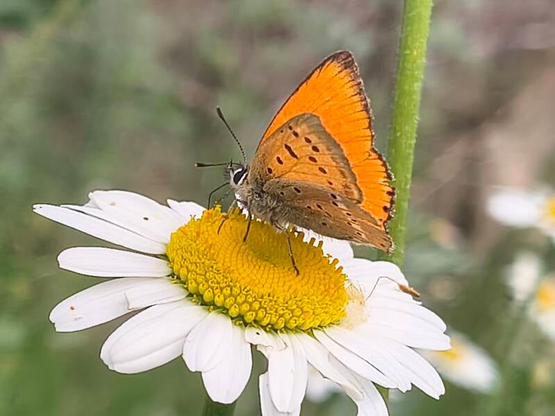 Morgenrood - Lycaena virgaurea
