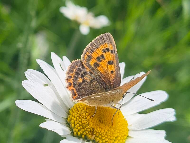 Morgenrood - Lycaena virgaurea