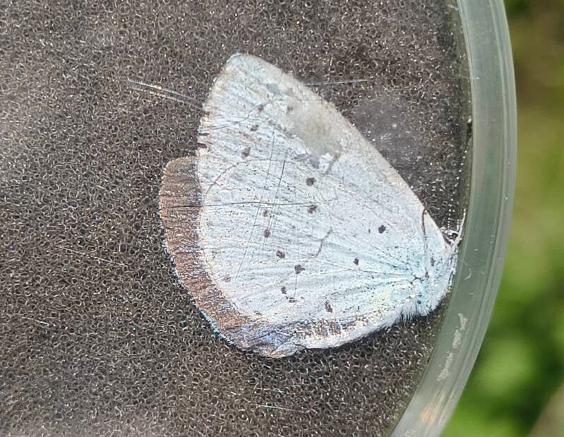 Boomblauwtje - Celastrina argiolus