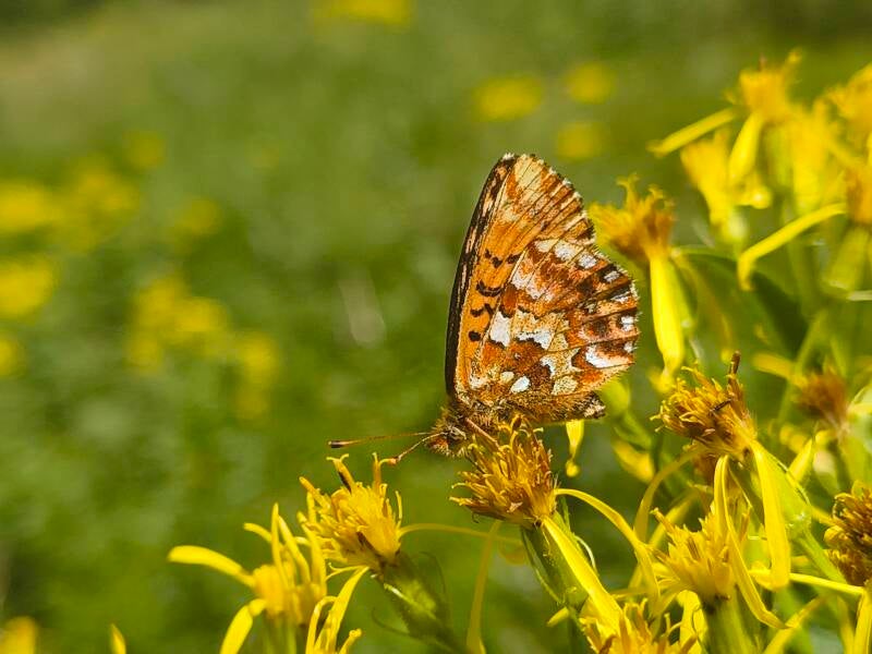 Hoogveenparelmoervlinder - Boloria aquilonaris
