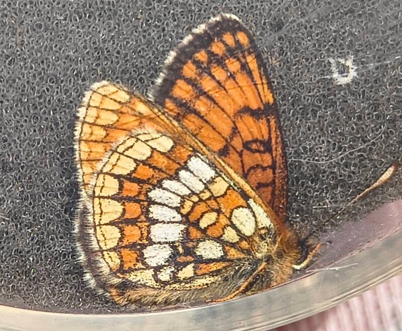 Alpenparelmoervlinder - (Melitaea varia)
