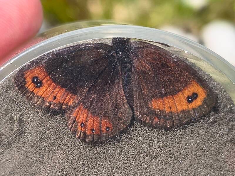 Marmererebia - Erebia montanus