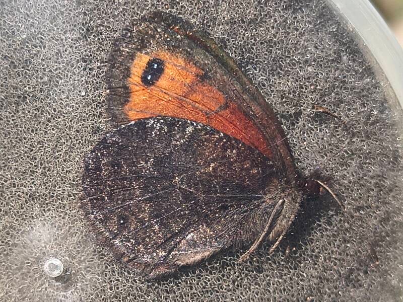 Marmererebia - Erebia montanus