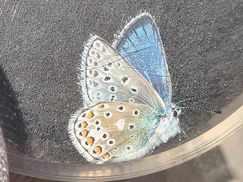 Vlaggewikkeblauwtje Polyommatus eros