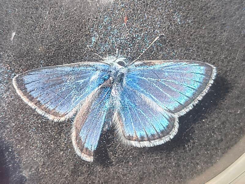 Vlaggewikkeblauwtje Polyommatus eros