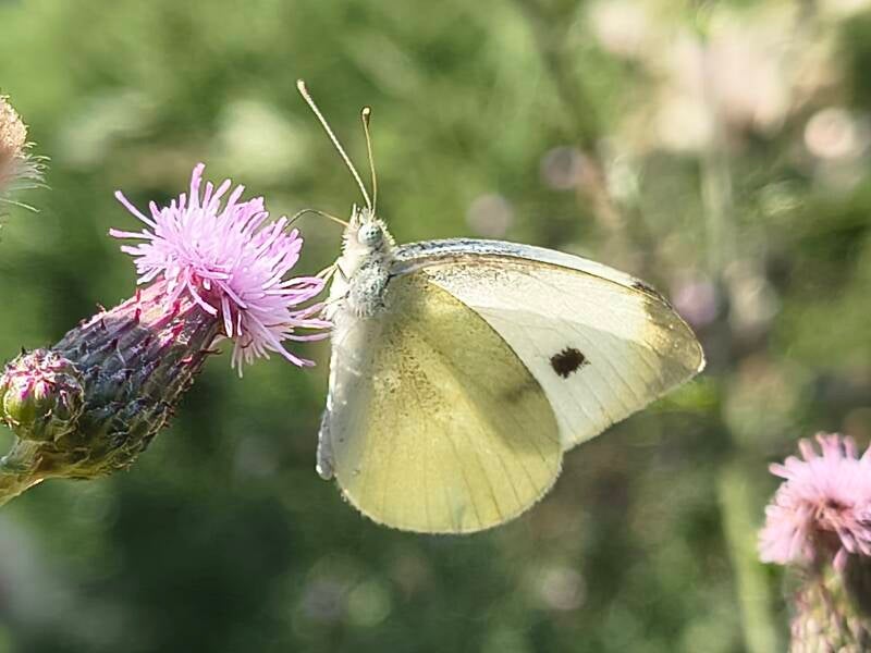 Klein Koolwitje Pieris rapae